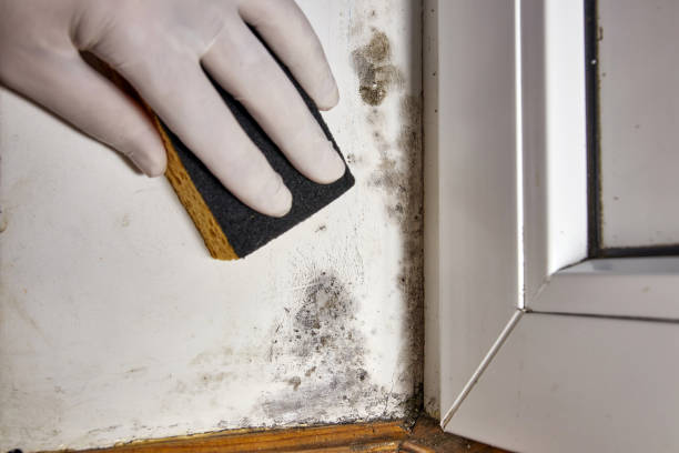 Best Mold Documentation for Insurance Claims  in Canton Valley, CT